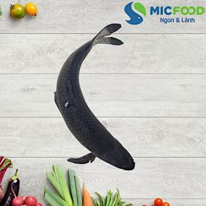 Trắm Đen Sông Đà 12-15kg