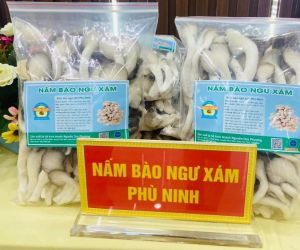 Nấm bào ngư xám Phù Ninh