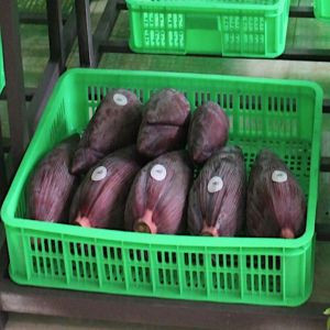 Hoa Chuối