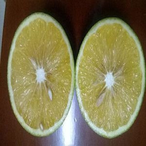 Giống Cam Marrs (Giống Cam BH)