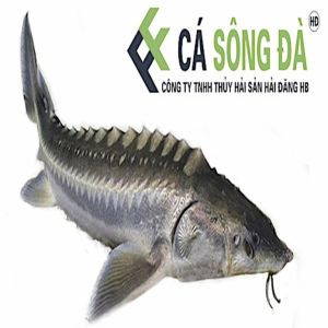 Cá Tầm